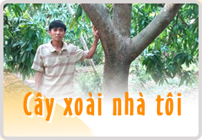 Cay xoai nha toi